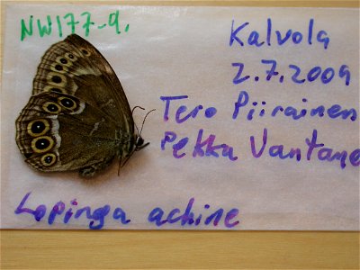 FINLAND.  EH: HÃ¤meenlinna, Kalvola,    <a href="http://nymphalidae.utu.fi/story.php?code=NW177-9" rel="nofollow">see in our database</a>