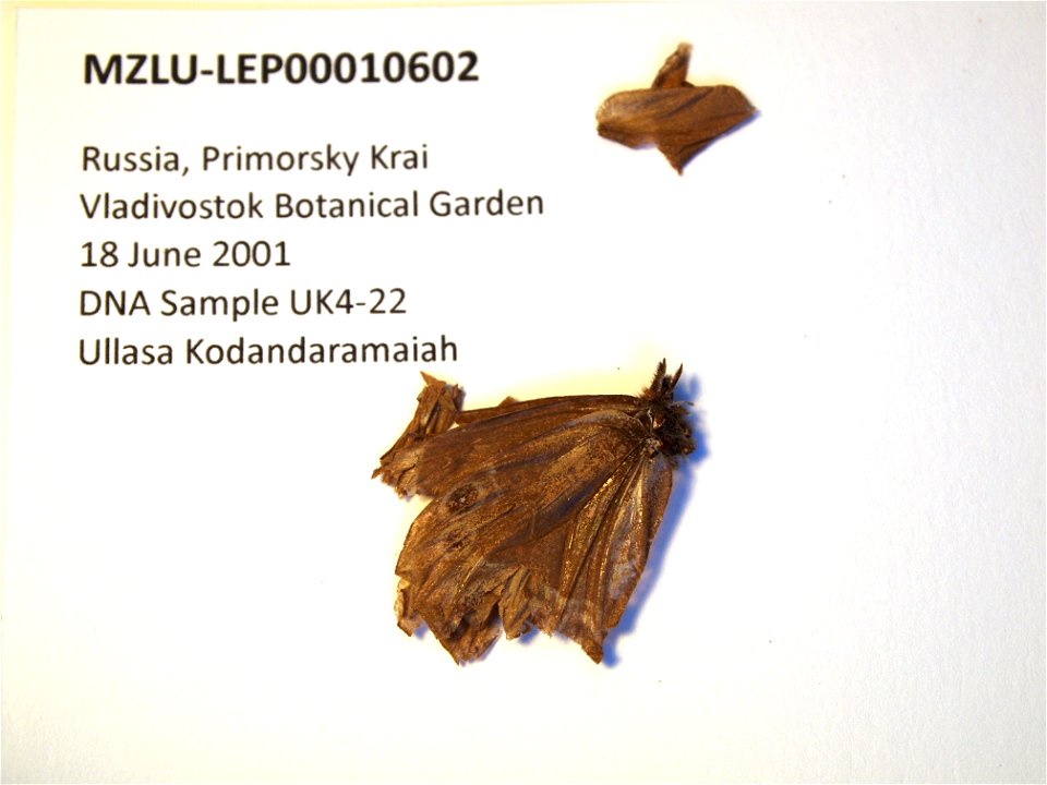 Russia. Primorsky Krai, Vladivostok Botanical Garden.