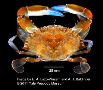 PRESERVED_SPECIMEN; ; 70% alc.; Det. by: Daniel J. Drew 2011; BRC img; IZ number 52890; lot count 1; male; photo