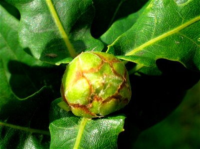 The Oak Artichoke gall caused by the insect Andricus fecundatrix. Chapeltoun woods, North Ayrshire, Scotland photo