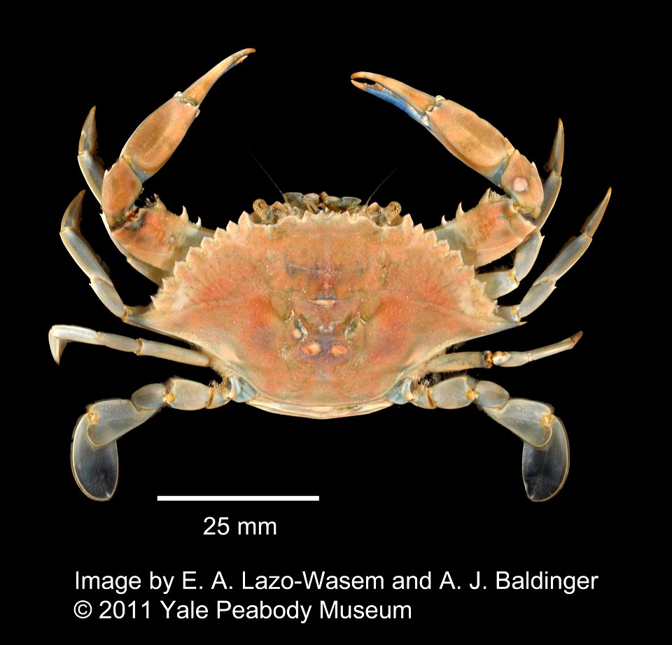 PRESERVED_SPECIMEN; ; 70% alc.; Det. by: Daniel J. Drew 2011; BRC img; IZ number 52904; lot count 1;
