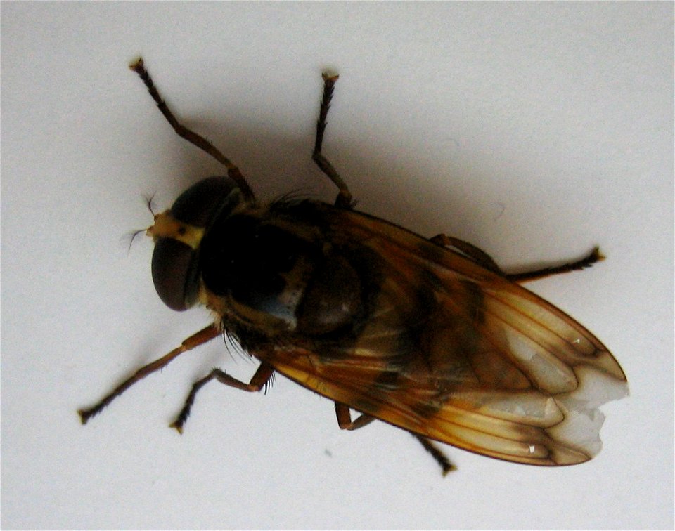 Goldbraun gefärbte Fliege, Kopf-Rumflänge 20mm, flog am Beginn eines heftigen Regens ins Zimmer