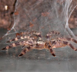 Poecilotheria regalis