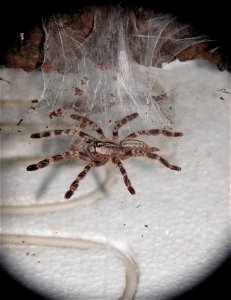 Poecilotheria regalis