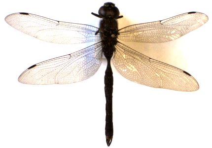 adult male Aeshna (Adversaeschna) brevistyla