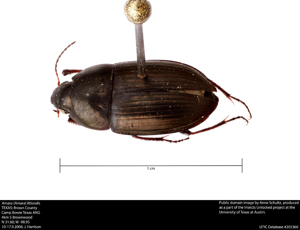 Amara (Amara) littoralis
TEXAS: Brown County
Camp Bowie Texas ANG
4km S Brownwood
N 31.60; W -98.95
10-17.II.2006; J. Harrison
UTIC Database #205360






This image was created as part of the Insects