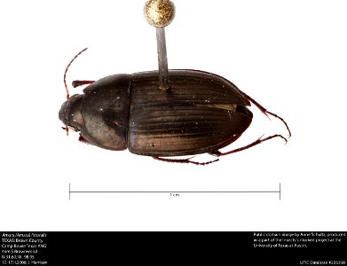 Amara (Amara) littoralis
TEXAS: Brown County
Camp Bowie Texas ANG
4km S Brownwood
N 31.60; W -98.95
10-17.II.2006; J. Harrison
UTIC Database #205360






This image was created as part of the Insects