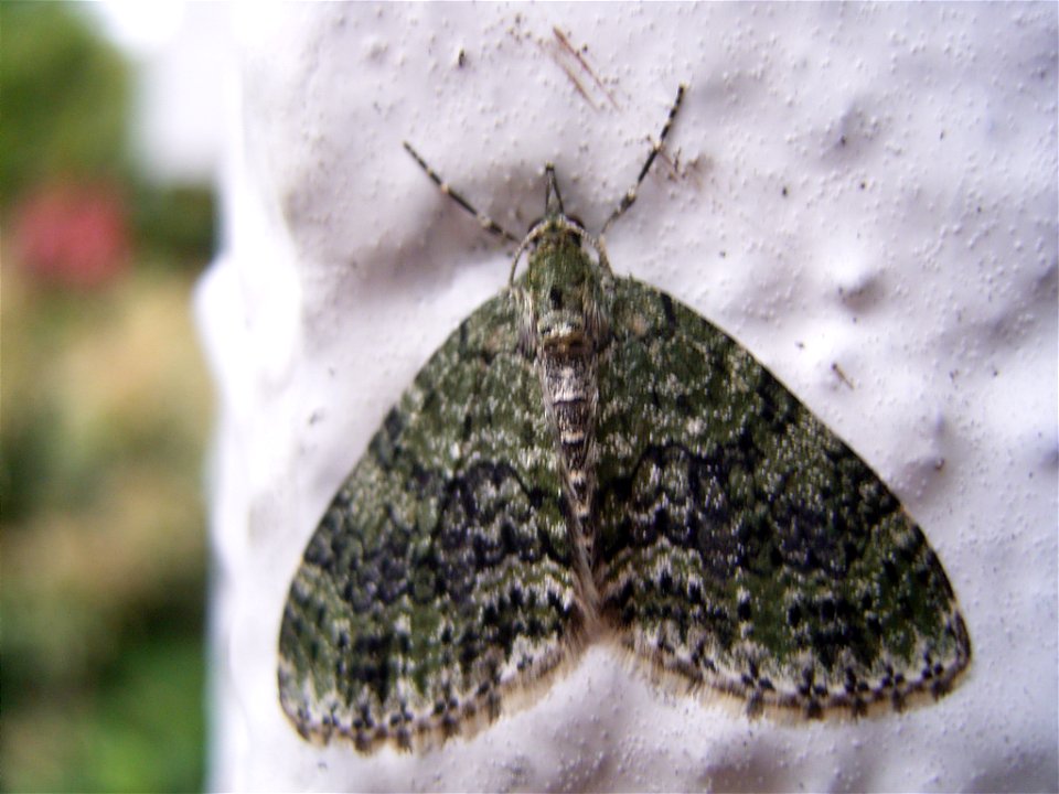 This photo shows Chloroclysta siterata