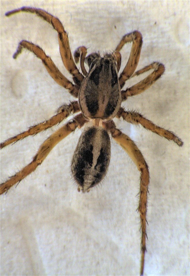 adult male Artoriopsis expolita