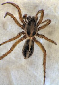 adult male Artoriopsis expolita