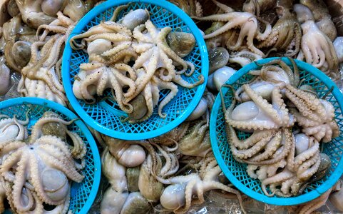 Octopus seafood fish market photo