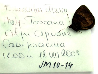 ITALY.  Toscana, Alpi Apcane Campocecina 1200m,    <a href="http://nymphalidae.utu.fi/story.php?code=JM10-14" rel="nofollow">see in our database</a>
