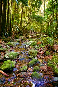 Water nature woods