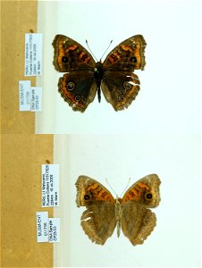 PERU. LI. Matucana, Puente Collana, <a href="http://nymphalidae.utu.fi/story.php?code=CP23-53" rel="nofollow">see in our database</a> photo