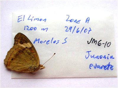 MEXICO. El Limon Zone A, Morelos (south), <a href="http://nymphalidae.utu.fi/story.php?code=JM6-10" rel="nofollow">nymphalidae.utu.fi/story.php?code=JM6-10</a> photo