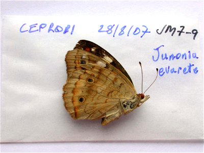MEXICO. CEPROBI, <a href="http://nymphalidae.utu.fi/story.php?code=JM7-9" rel="nofollow">see in our database</a> photo