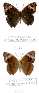 BRAZIL. Acre, JEB 2007, <a href="http://nymphalidae.utu.fi/story.php?code=NW126-20" rel="nofollow">see in our database</a> photo