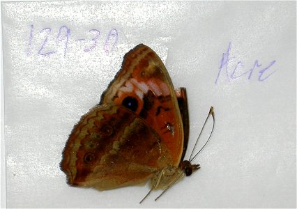 BRAZIL. Acre, JEB 2007, Exemplar, <a href="http://nymphalidae.utu.fi/story.php?code=NW129-30" rel="nofollow">see in our database</a> photo