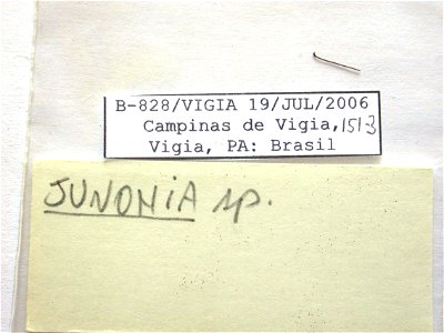 BRAZIL. Campinas de Vigia, Vigia, PA, <a href="http://nymphalidae.utu.fi/story.php?code=NW151-3" rel="nofollow">nymphalidae.utu.fi/story.php?code=NW151-3</a> photo