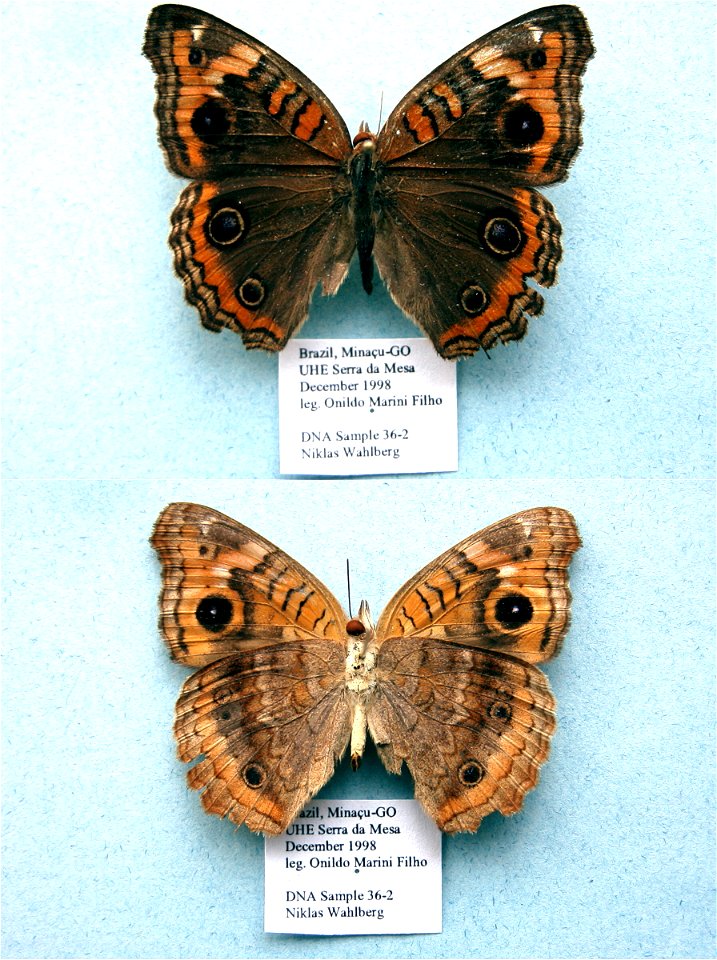 BRAZIL.  UHE Serra da Mesa, Minacu, GO,  JEB 2007,   <a href="http://nymphalidae.utu.fi/story.php?code=NW36-2" rel="nofollow">see in our database</a>