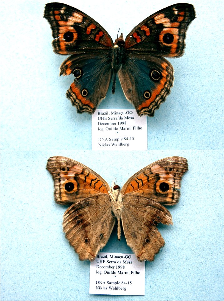 BRAZIL.  UHE Serra da Mesa, Minacu, GO,  JEB 2007,   <a href="http://nymphalidae.utu.fi/story.php?code=NW84-15" rel="nofollow">see in our database</a>