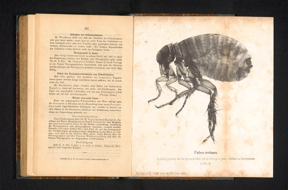 IdentificatieTitel(s): Fotoreproductie van een vergroting van een mensenvloPulex irritans. In funfzigfacher lin. Vergr. nach d. Nat. photo (titel op object)Objecttype: fotomechanische afdruk reproduct