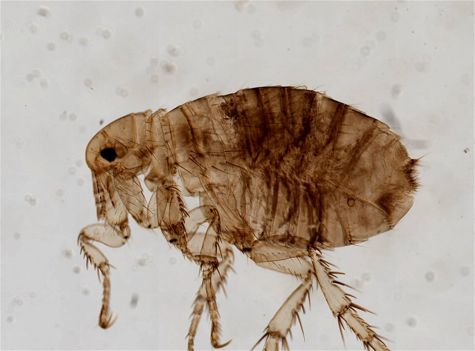 PRESERVED_SPECIMEN; FEMALE; ; microslide; ; IZ number 93763; lot count 1; Microslide 01, balsam, whole mount; female; photo