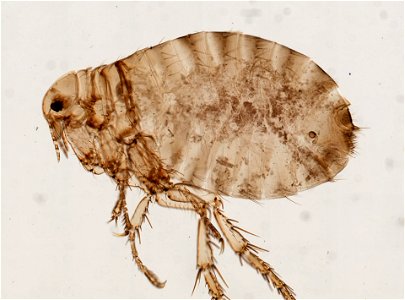 PRESERVED_SPECIMEN; FEMALE; ; microslide; ; IZ number 93767; lot count 1; Microslide 01, balsam, whole mount; female; photo