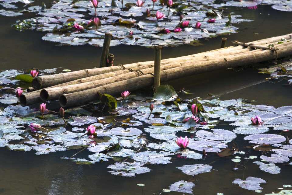 Tre lotus flowers background