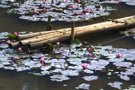 Tre lotus flowers background