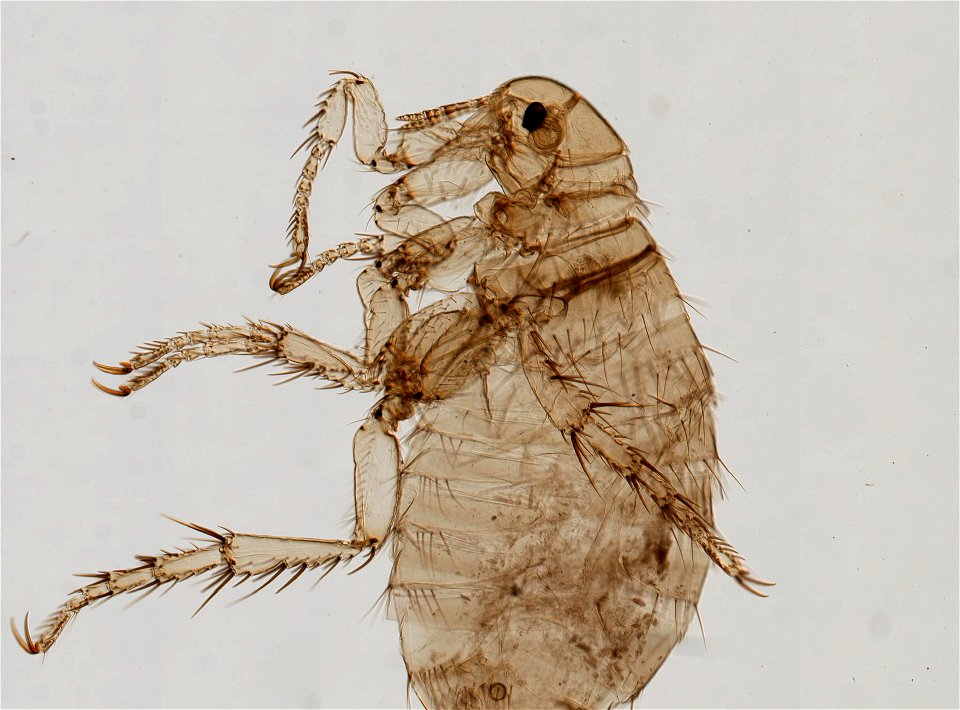 PRESERVED_SPECIMEN; FEMALE; ; microslide; ; IZ number 93768; lot count 1; Microslide 01, balsam, whole mount; female; photo