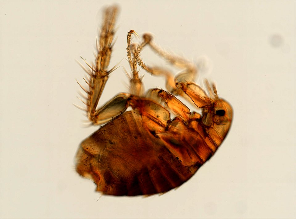 PRESERVED_SPECIMEN; FEMALE; ; microslide; ; IZ number 93771; lot count 1; Microslide 01, balsam, whole mount; female; other number P9.622; photo