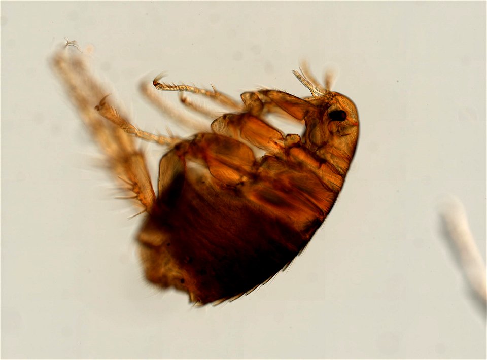 PRESERVED_SPECIMEN; FEMALE; ; microslide; ; IZ number 93772; lot count 1; Microslide 01, balsam, whole mount; female; other number P9.622; photo