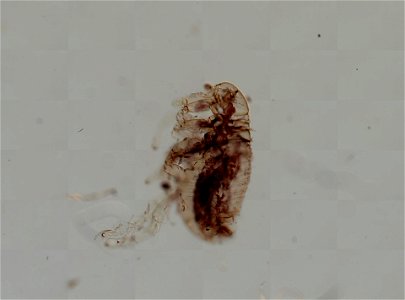 PRESERVED_SPECIMEN; MALE; ; microslide; ; IZ number 93779; lot count 1; Microslide 01, balsam, whole mount; male; other number P9.621;