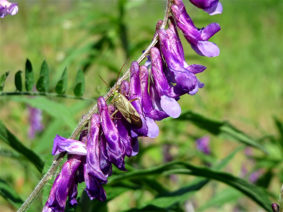 Vogelwicke (Vicia cracca) in Hockenheim