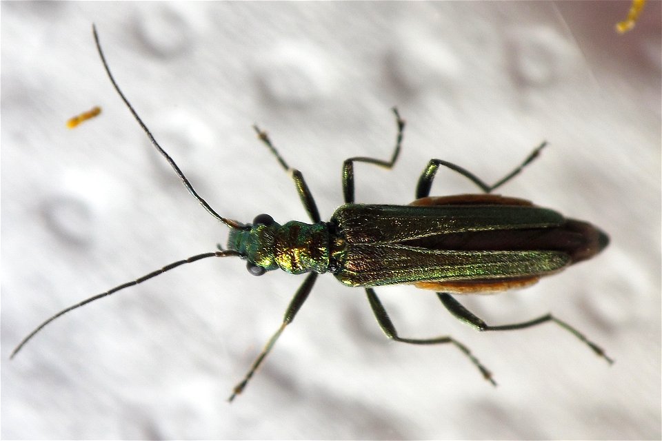 Oedemera nobilis, Almeiras, Culleredo, Galiza