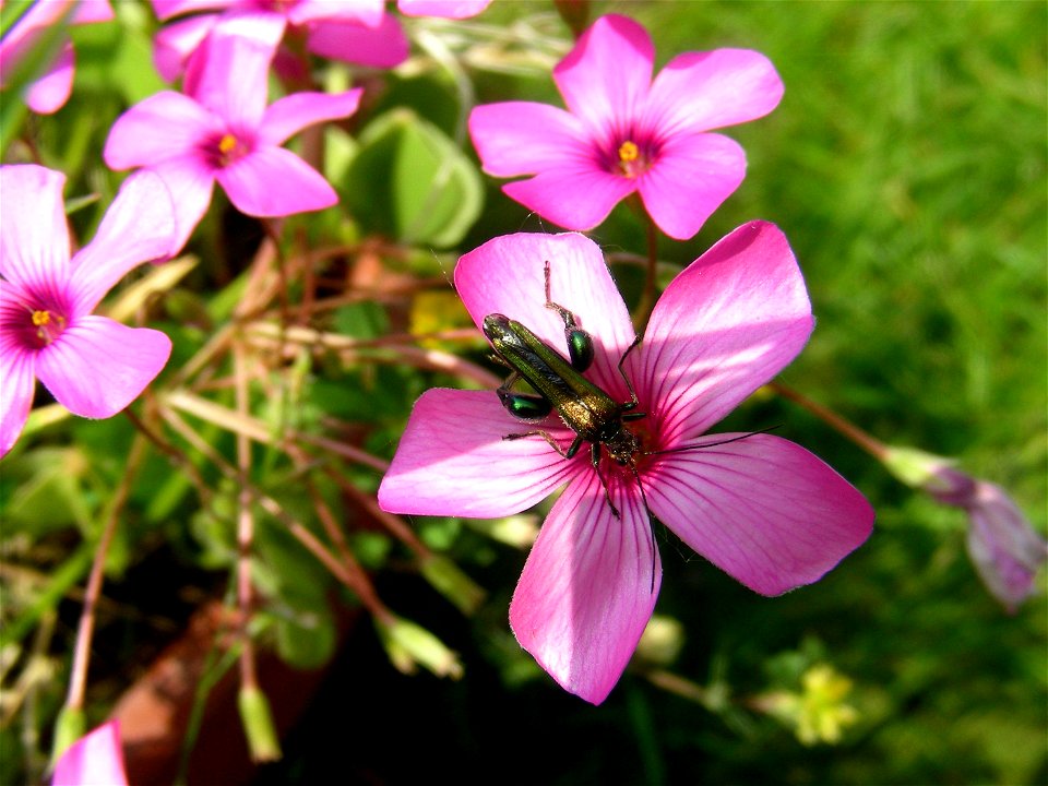 Oedemera nobilis, on Oxalis