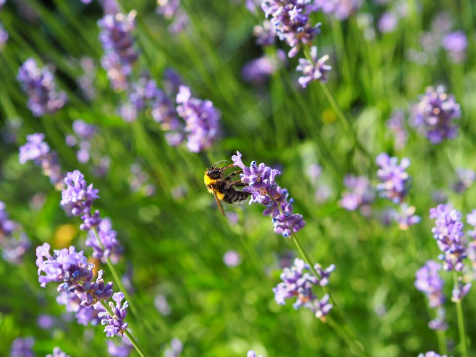 Bee sprinkle nature