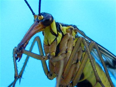 Weibchen der Gemeinen Skorpionsfliege Panorpa communis.