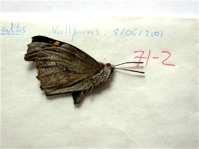 SPAIN.  Vallforners, VallÃ¨s Oriental, Barcelona province,    <a href="http://nymphalidae.utu.fi/story.php?code=NW71-2" rel="nofollow">see in our database</a>