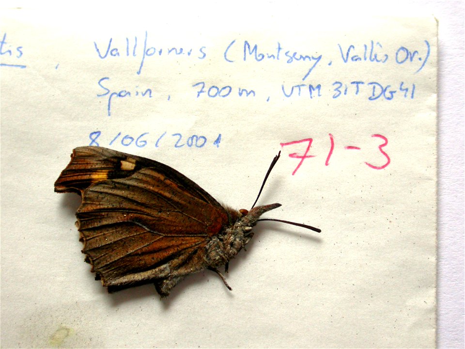 SPAIN.  Vallforners, VallÃ¨s Oriental, Barcelona province,    <a href="http://nymphalidae.utu.fi/story.php?code=NW71-3" rel="nofollow">see in our database</a>
