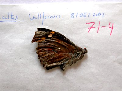 SPAIN.  Vallforners, VallÃ¨s Oriental, Barcelona province,    <a href="http://nymphalidae.utu.fi/story.php?code=NW71-4" rel="nofollow">see in our database</a>