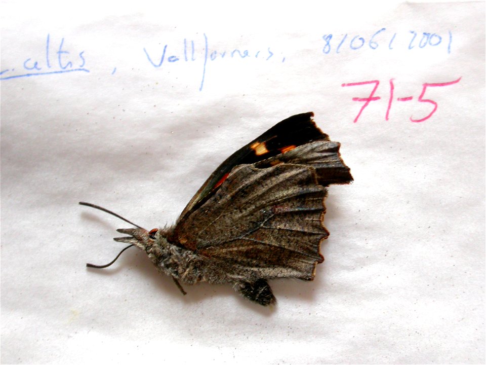 SPAIN.  Vallforners, VallÃ¨s Oriental, Barcelona province,    <a href="http://nymphalidae.utu.fi/story.php?code=NW71-5" rel="nofollow">see in our database</a>