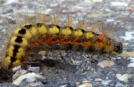 Raupe von Acronicta euphorbiae, fotografiert in Oberjoch