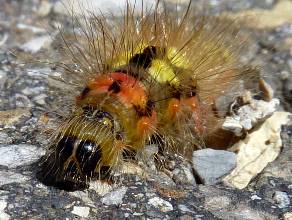 Raupe von Acronicta euphorbiae, fotografiert in Oberjoch