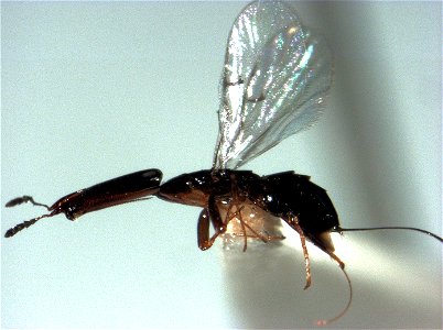 adult female Pleistodontes froggatti