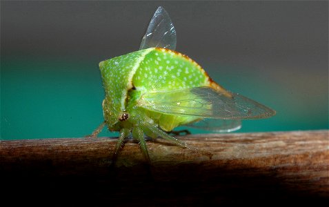 Stictocephala bisonia Kopp & Yonke, 1977 - Pays basque