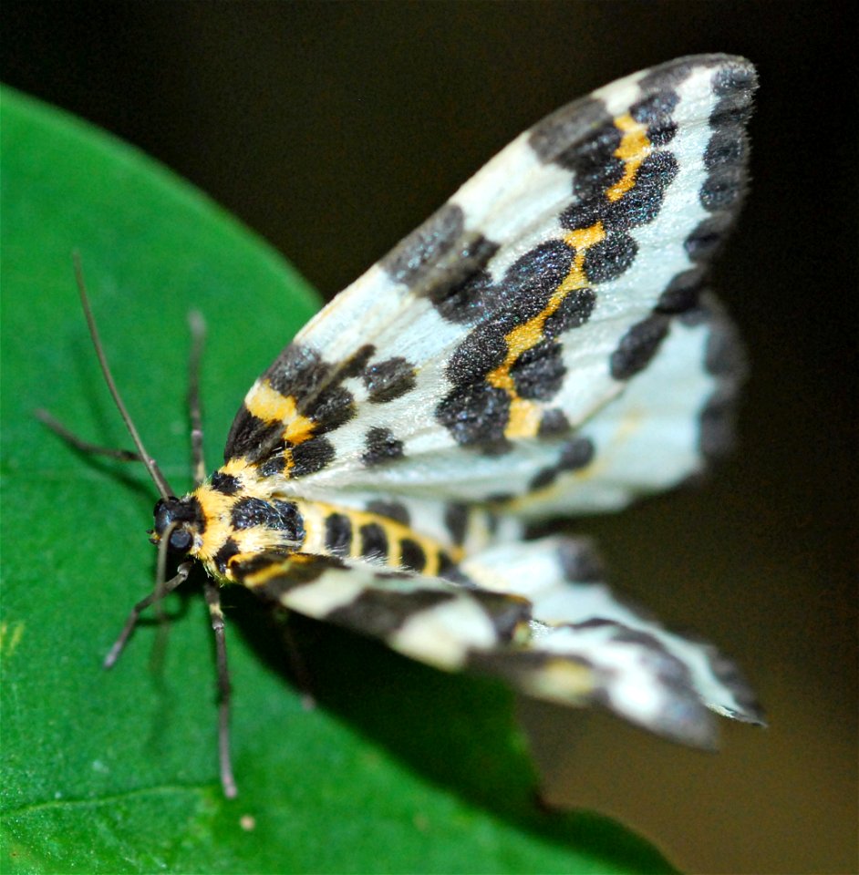 Abraxas grossulariata (Magpie Moth) photographed in Drakarve, Gotland