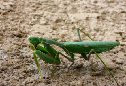 A praying mantis photo