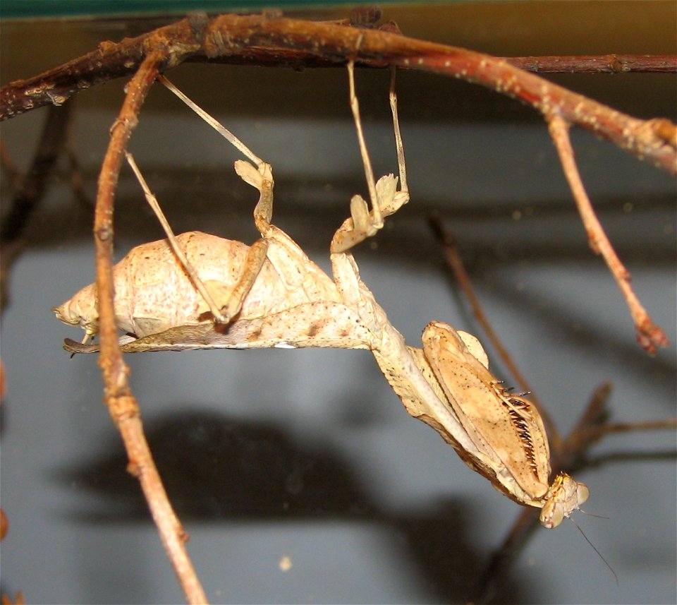 Dead-leaf Mantis (Deroplatys lobata) photo